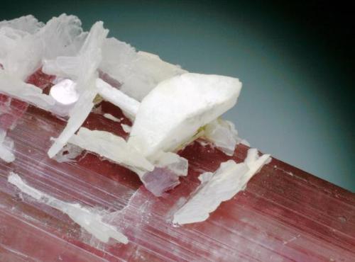 Hambergite with albite on elbaite, Himalaya Mine. Hambergite is 1.5 cm long. (Author: Jesse Fisher)