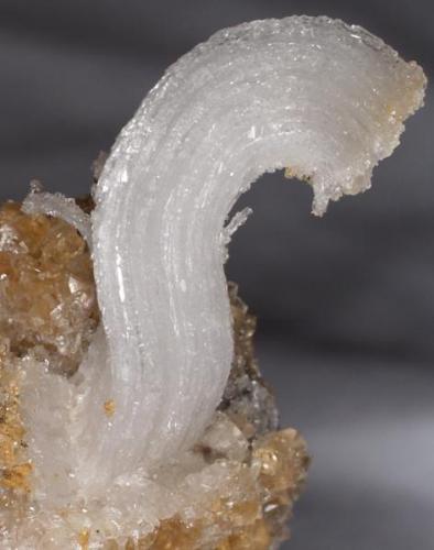 Gypsum with Calcite
Pfeil mine, Karnes Uranium District, Karnes Co., Texas, USA
Specimen size: 7.0 cm X 7.4 cm.
Crystal size: 3.6 cm.

Ramshorn gypsum (selenite) crystal 3.6 cm on bed of calcite rhombohedrons. Specimen is 7.0 cm X 7.4 cm. Crystals are formed inside concretions. Calcite fluoresces pink under short wave UV light. Self collected. (Author: Paul Bordovsky)