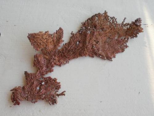 Copper, Chino Pit, Santa Rita, Grant County, NM. About 15 cm. (Author: Darren)