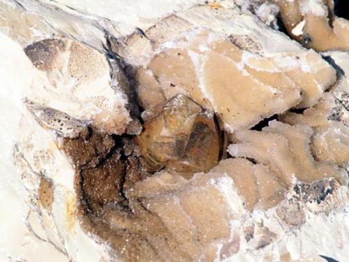 Calcite
Sickenius mine, Karnes Uranium District, Karnes Co., Texas, USA
Calcite crystal 45 x 37mm

45 x 37mm in concretion as is was broken open.  One of the largest calcites found in the district. (Author: Paul Bordovsky)