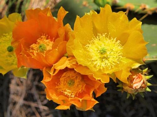 The prickly pear cactus was blooming at the edge of the Sickenius mine. (Author: Paul Bordovsky)