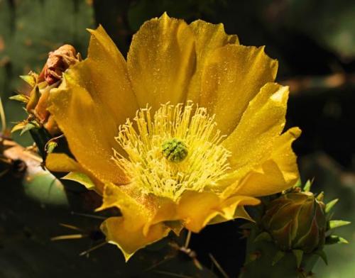 The prickly pear cactus was blooming at the edge of the Sickenius mine. (Author: Paul Bordovsky)