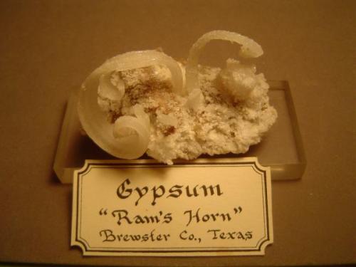 Gypsum
Mariposa Mine, California Hill, Terlingua Mercury District, Brewster County, Texas, USA
6.2 cm X 5 cm.

Same locality.  I have displayed this double ram’s horn at shows and in competition for years.  Specimen is 6.2 cm X 5 cm. (Author: Ed Huskinson)