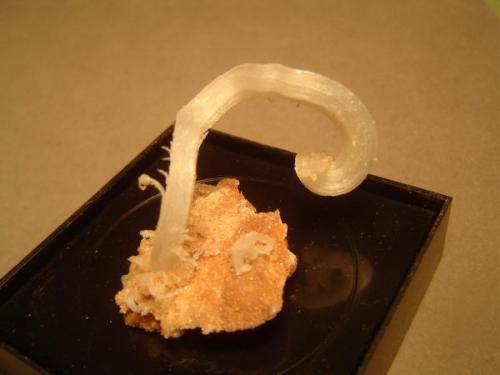 Gypsum
Mariposa Mine, California Hill, Terlingua Mercury District, Brewster County, Texas, USA
3.5 X 4.5 cm.

Gypsum "Ram’s Horn".  3.5 X 4.5 cm.  From a cavern (The "Crystal Cavern") between the 300 and 400 levels, Mariposa Mine, California Hill, Terlingua Mercury District, Brewster County, Texas. (Author: Ed Huskinson)