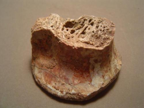 Phytosaur (ancestral crocodilian)
Palo Duro Canyon area, Armstrong Co., Texas, USA
3 cm. X 5.5 cm.

Here’s a shot of the inside of the bone.  You can see the cell structures. (Author: Ed Huskinson)