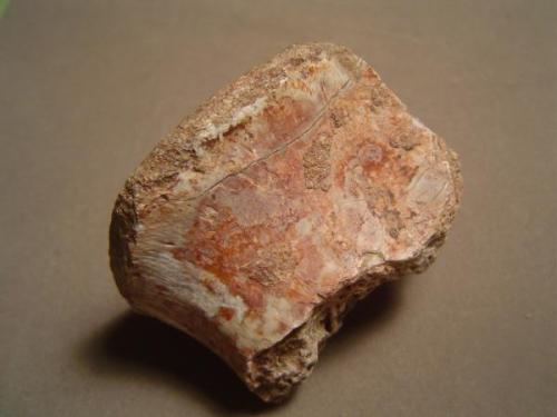 Phytosaur (ancestral crocodilian)
Palo Duro Canyon area, Armstrong Co., Texas, USA
3 cm. X 5.5 cm.

Phytosaur (ancestral crocodilian)
partial vertebra.  3 cm X 5.5 cm.  Palo Duro Canyon, near Canyon, Texas.  I found this fossil on my senior high school class field trip / picnic in April of 1965 (Author: Ed Huskinson)