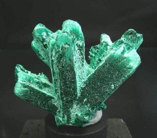 Malachite after Azurite
Bisbee, Cochise County, Arizona, USA
Malachite, velvety and fibrous completely pseudomorphed prismatic crystals of Azurite.
Specimen size: 3.7 × 3 × 2 cm.
Photo. "Reference Specimens" (Author: Jordi Fabre)