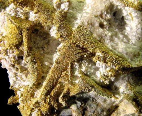 An inusual locality for Gold, one of te more usual highlights of Nevada.
Gold on Quartz
Lizard Ridge Mine, Ten Mile District, Winnemuca, Nevada  USA 
Mined in August 1995
Specimen size: 5.6 × 4.9 × 3 cm.
Photo: Reference Specimens (Author: Jordi Fabre)