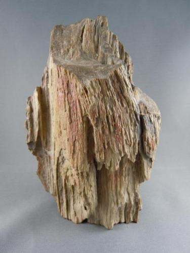 Petrified Wood
about 5 miles north west of Ocotillo on the San Diego Imperial county line.
13.3cm x 19.2cm (Author: rweaver)