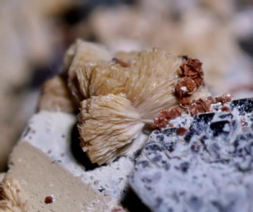 Titanita, Hematites, Chamosita, Fluorita.<br />Cantera Cillarga, Linar da Raina, Ponteareas, Comarca El Condado, Pontevedra, Galicia / Galiza, España<br />3 mm.<br /> (Autor: usoz)