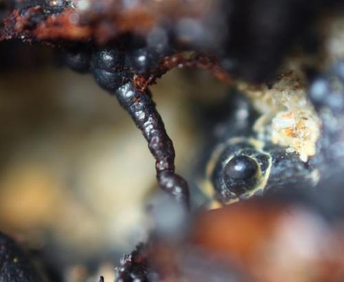 Goethita<br />Afloramiento por corte en carretera, Vilachán do Monte, Tomiño, Comarca Bajo Miño, Pontevedra, Galicia / Galiza, España<br />3 mm.<br /> (Autor: usoz)