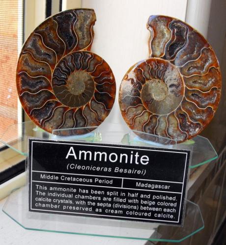Ammonite. Middle Cretaceous Period. Madagascar. 11 x 11 x 1.5cm (Author: Samuel)