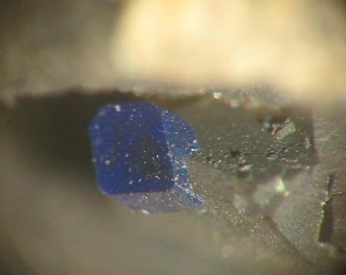 Azurite crystal on grey calcite from a classic German azurite location - Thalitter, Hesse. Picture width: 5 mm. (Author: Andreas Gerstenberg)