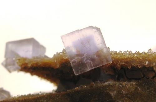Fluorita sobre Cuarzo.
Corta San Lino.
Caravia.
Tamaño cristal mayor:7x7 mm. (Autor: Jose Luis Otero)