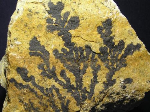 Oxidos de manganeso en forma de dendritas. 
Pedrera Massabé (Mas Ceber), Sils, La Selva, Girona, Catalunya, España.
 14 x 12 cm. (Autor: Frederic Varela)