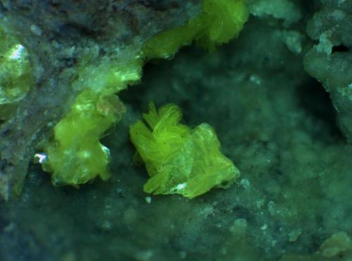 Metaheinrichite 
White King Mine, Lakeview, Lake County, Oregon, USA
The field of view is about 1/8" (3.20 mm)
This little Metaheinrichite cluster is from one of the co-type localities at the White King Mine, Lakeview, Lake County, Oregon. (Author: Jim Prentiss)