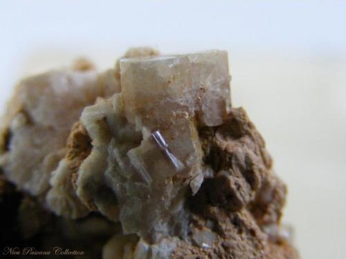 Zektzerite, Microcline, Arfvedsonite
Detail Zektzerite crystal, FOV-22 mm
Zektzerite crystal size: 6 mm
Collection and photo: Nicu Pascanu (Author: nicu)