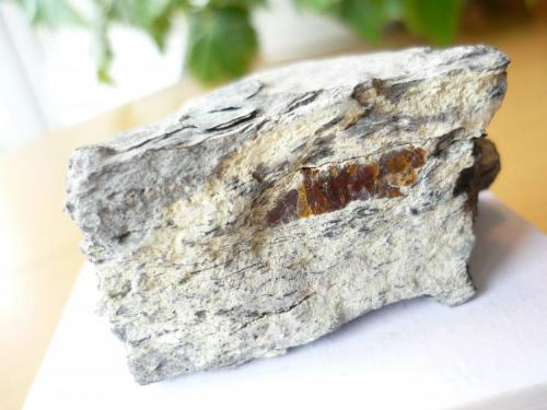 Ámbar<br />Condado de Treviño, Comarca del Ebro, Burgos, Castilla y León, España<br />2 x 0,5 cm. el ámbar<br /> (Autor: Tomas Ruiz de Arbulo Saez)