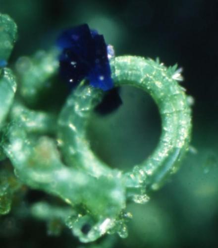 Azurite on Malachite
Flambeau Mine, Ladysmith, Rusk County, Wisconsin, USA
FOV 6 mm
Self Collected
Dan Behnke Photo and specimen (Author: Jonesey)