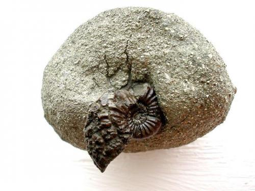Pleuroceras sp. on pyrite nodule from Reichenbach near Aalen, Suabia. Sample width: 5 cm. (Author: Andreas Gerstenberg)