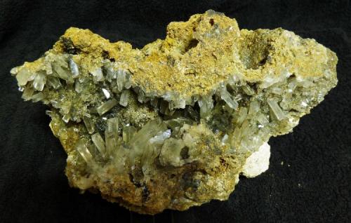 Celestina<br />Ulea, Comarca Valle de Ricote, Región de Murcia (Murcia), España<br />18 x 15 cm.<br /> (Autor: pardominer)