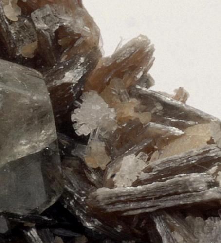 Bertrandita, Fluorapatito y Mica ( Detalle de la Bertrandita ) - 
Minas da Panasqueira - Barroca Grande - Covilha - Castelo Branco - Portugal - 
3,7 x 2,0 x 1,9 cm - (Autor: Martí Rafel)