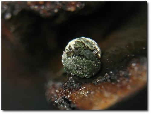 Kidwellite
Indian Mountain, Cherokee County, Alabama, USA
Field of view: 3mm.
Photo & Collection: Jean-Marc Johannet (Author: Jordi Fabre)