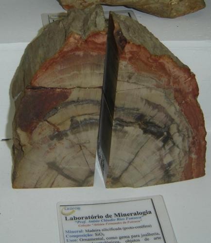 Driftwood (madera petrificada) Protoconifera. Cada parte con cerca de 16 x 10x 4,8 cm. Filadélfia, Tocantins-Brasil. (Autor: Anisio Claudio)