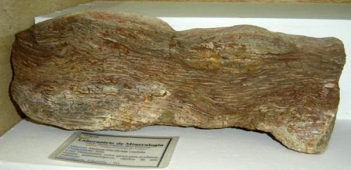 Driftwood (madera petrificada). (37x12x12 cm). Filadélfia, Tocantins-Brasil. (Autor: Anisio Claudio)
