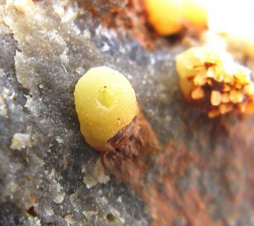 Mimetita
Mina Haus Baden. Badenweiler. Selva Negra. Baden-Wurttemberg. Alemania.
Tamaño del cristal: 1.5 mm. (Autor: Jose Luis Otero)