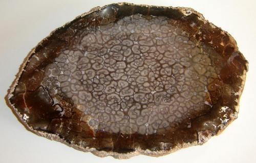 Madera fosilizada (Psaronius brasiliensis) silicificada
Filadélfia, Tocantins, Brasil
28 x 19 x 2,3 cm (Autor: Anisio Claudio)