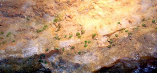 Piromorfita<br />Florisa Mine, Peña de la Sal, Casas de Monleón, Endrinal, Comarca Entresierras, Salamanca, Castile and León, Spain<br />15 cm.<br /> (Autor: canada)