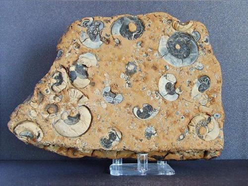 Fossil Plate Caton Moor, 20 x 15 cm’s. (Author: nurbo)