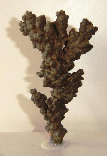 Manganocrete botrioidal
BR 354 C/ BR 262, Córrego Danta, Minas Gerais, Brazil
6 x 3 x 1,2 cm) (Author: Anísio Cláudio)