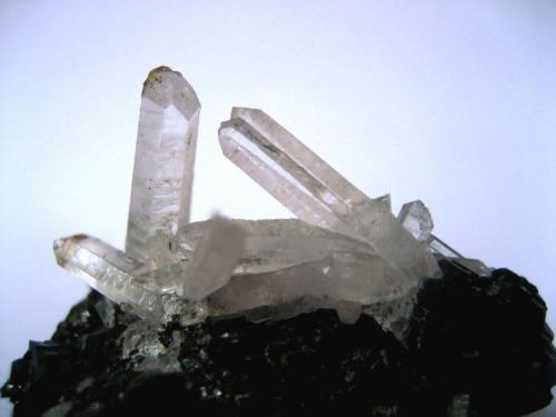 Quartz on sphalerite
Huaron mining district, Huayllay district, Pasco province, Pasco department, Peru
50 x 45 x 40 mm

Closer look at the quartz crystals, longest one nearly 20 mm. (Author: Tobi)