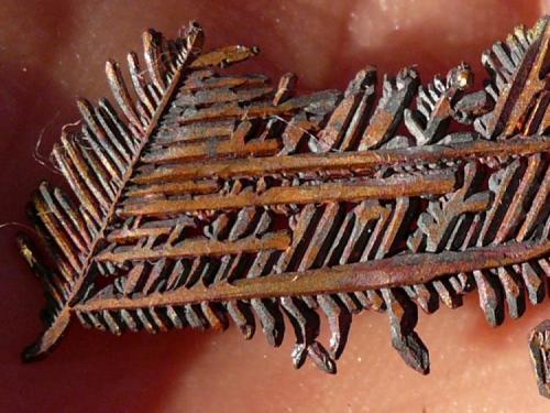 Cobre
Mina Itauz, Dzezkazgan, Kazajstán.
3,5x1,2 cm (Autor: nerofis2)