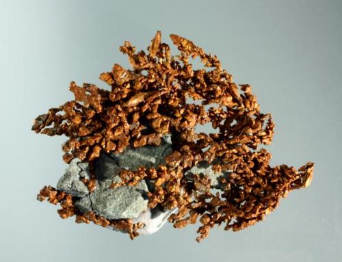 Cobre
Dzhezkazgan, Karagandy (oblast), Kazakhztan. Itauz (m).
Agregado dendrítico de cristales deformados, en matrz.
7,0 x 5,5 x 1,3 cm. (Autor: Carles Curto)