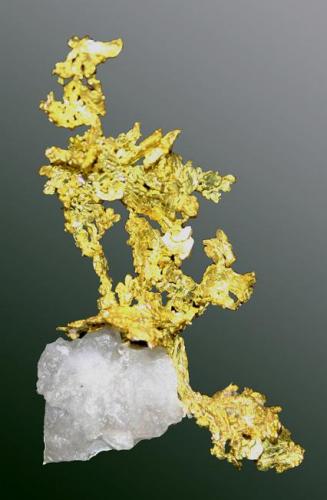 Oro
Foresthill, Placer Co., Michigan Bluff, California, EUA. Eagle’s Nest (m).
Agregado arborescente de cristales aplanados en matriz de cuarzo (ejemplar de 1989). 
4,4 x 2,8 x 1,0 cm. (Autor: Carles Curto)