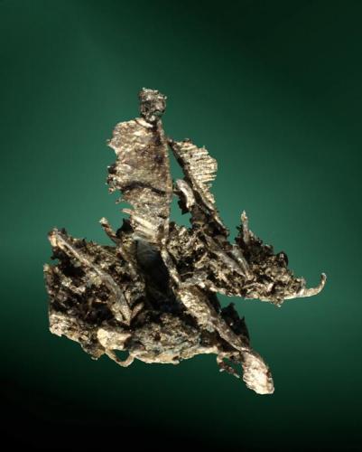 Plata
Chañarcillo, Copiapó, Atacama, Chile. Dolores (m).
Agregado plumoso de cristales rombedodecaédrico elongados (ejemplar de 1977).
3,6 x 3,3 x 1,6 cm. (Autor: Carles Curto)