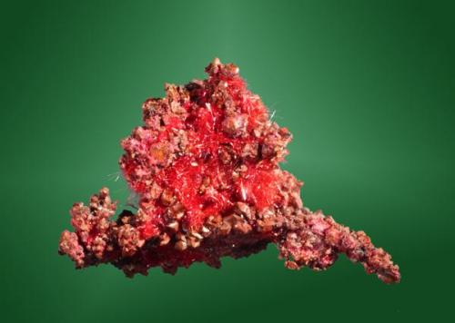 Cuprita (calcotriquita) + Cobre
Ajo, Pima Co., Arizona, EUA. New Cornelia (m).
1,7 x 2,6 x 0,8 cm. / agregat pral.= 0,9 x 0,6 x 0,2 cm.
Agregado afieltrado sobre cobre dendrítico cristalizado.
Ejemplar obtenido en 1975. (Autor: Carles Curto)