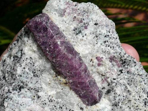 Corindón
Zazafotsy Quarry (Amboarohy), Ihosy, Madagascar.
Cristal: 4,5x1 cm (Autor: nerofis2)