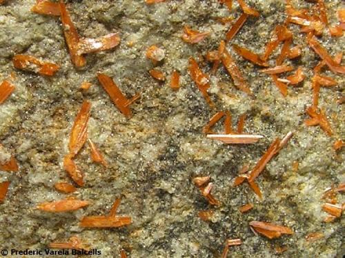 Crocoita
Crocoite Mine, Montes Uspenskaya, Berezovsk, Urales (Rusia)
Encuadre 3 x 2,5 aprox.
Detalle de la pieza anterior, cristales aislados sobre matriz. (Autor: Frederic Varela)