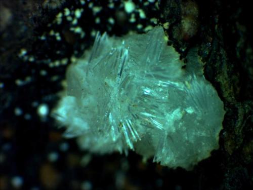 Ferrierite-Na
Altoona, Wahkiakum County, Washington, USA
FOV is 2 mm (0.080")
This tiny little bladed cluster is also a type locality mineral. (Author: Jim Prentiss)