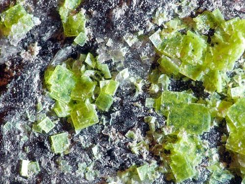Autunita<br />Tui (Tuy), Comarca Baixo Miño, Pontevedra, Galicia / Galiza, España<br />Cristales entre 1/2mm a 1mm<br /> (Autor: Javier MC)