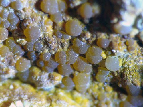 Cacoxeno<br />Meicende, Arteixo, A Coruña<br />Encuadre 6 mm<br /> (Autor: Javier MC)