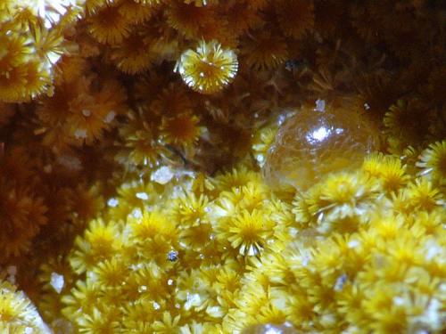 Cacoxeno<br />Meicende, Arteixo, A Coruña<br />Encuadre 6 mm<br /> (Autor: Javier MC)