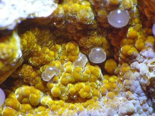 Cacoxeno<br />Meicende, Arteixo, A Coruña<br />Encuadre 6 mm<br /> (Autor: Javier MC)