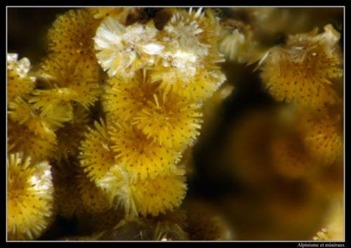 Cacoxenite
Fumade, Castelnau-de-Brassac, Tarn, Midi-Pyrénées, France
FOV = 1.1 mm (Author: ploum)