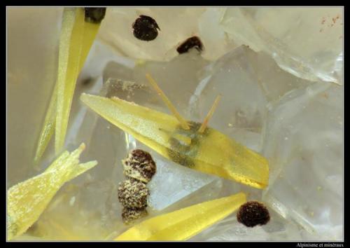 Mimetite and goethite
Lantignié, Beaujolais, France
FOV 1.5 mm (Author: ploum)