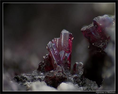 Proustite
Niederschlema, Schlema, Schlema-Hartenstein District, Erzgebirge, Saxony, Germany
FOV 3 mm (Author: ploum)